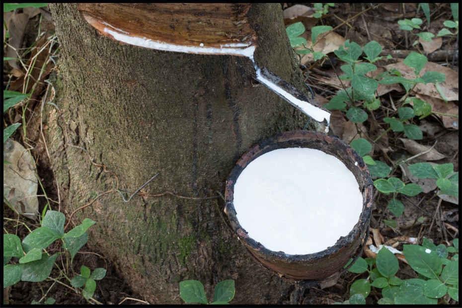Timber & Logs